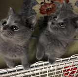 T.M天猫猫舍英短宠物猫活体纯种英国短毛蓝猫小猫公猫可空运全国