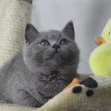 英短短毛猫 英短 蓝猫 灰猫 弟弟GG 纯种猫 灰猫 猫咪 活体猫
