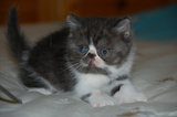 纯种CFA血统 异国短毛猫 活体加菲猫 黑白双色 DD 公猫 宠物猫
