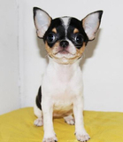韩版精品袖珍茶杯吉娃娃幼犬出售 宠物狗狗 欢迎来选H920实体销售
