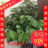 元宝树平安树大型办公室内吸甲醛净化空气植物盆栽绿植北京抗雾霾