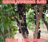 包邮 正宗台湾嘉宝果树苗 树葡萄嘉宝果果树苗南北方种植当年结果
