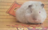 纯黄顺毛视频挑选荷兰猪宝宝活体豚鼠纯种繁衍健康宠物活体