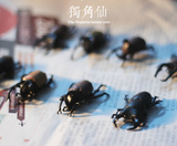 正版出口仿真昆虫动物模型 甲虫 独角仙 盆栽桌面造景摆设pvc玩具