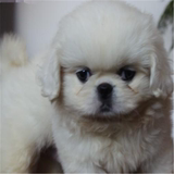 出售纯种北京京巴幼犬赛级宫廷犬超可爱长不大雪白的宠物狗狗97