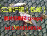 观赏鱼 原生鱼 食蚊鱼 活体饲料 活体龟粮 1.5-4cm 包邮