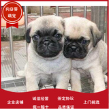 上海犬舍出售纯种憨厚纯种巴哥犬 哈巴狗 可爱巴哥幼犬 宠物狗狗u