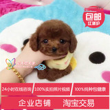 上海出售宠物狗小型犬 红色泰迪幼犬 迷你茶杯犬 活体纯种贵宾犬g