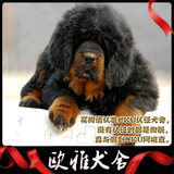 珠海藏獒纯种幼犬 狮头铁包金藏獒 藏獒幼犬狮头藏獒幼犬低价出售