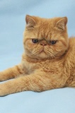 宠物猫异国短毛猫加菲猫红虎斑公猫家庭饲养活泼健康种公首选