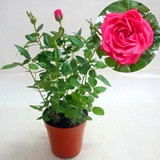 盆栽地栽植物 花卉绿植 进口欧洲玫瑰 月季花苗 可大量批发