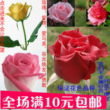 包邮庭院阳台月季苗玫瑰花苗进口欧月品种玫瑰苗当年开花四季盆栽