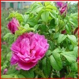 食用玫瑰【 香槟红玫瑰苗】玫瑰花-四季香水型 盆栽玫瑰花