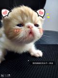 电影版 纯种 红虎斑加菲猫纯种活体幼崽宠物 预定 可看视频