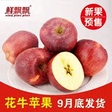 预售 礼县天水花牛苹果粉甜新鲜水果蛇果苹果10斤24颗大果包邮