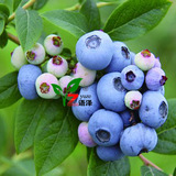蓝莓3年盆栽苗南北方家庭阳台花园种植果树苗带原土发货当年结果