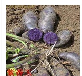 新品种蔬菜 蔬果种子黑土豆种子 黄土豆种子 彩色土豆种子5元10个