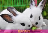 【普通熊猫兔】迷你公主兔小白兔纯黑兔 活体宠物兔两只包邮包活