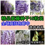 紫藤种子 高档爬藤植物 15粒精装 花种子 蔬果 种子 花卉种子包邮