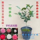 五色赤丹茶花一树多色 绿植花卉盆栽 阳台室内客厅庭院植物 包邮