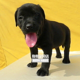 特价疫苗齐全宠物狗黑色短毛拉不拉多幼犬导盲犬出售拉布拉多079