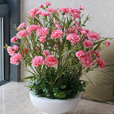 进口康乃馨种子粉色 发芽率高 绿植花卉盆栽温馨花卉送妈妈的礼物