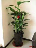 大型绿植1.8米高鹤望兰天堂鸟大叶会议室办公室大厅家居限送青岛