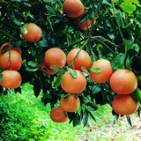 盆栽橘子种子  金桔种 橘子树苗 嫁接桔子苗 桔子种子 2014新种