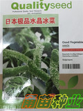 雪花/冰草种子冰菜种子南非洲冰草  蔬菜种子日本冰菜 附种植说明