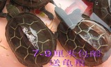 7-9cm情侣草龟 招财龟小乌龟宠物活体水陆龟金线龟公母 一对 包邮