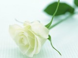鲜花求婚友情周年纪念速递 成都花店 单支白玫瑰单卖到店自取