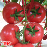 博欧番茄种子  高端高抗TY病毒西红柿品种  大型粉果 耐裂 适应好