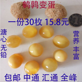 河南特产 鹌鹑蛋变蛋 农家鹌鹑蛋皮蛋 透明珍珠无铅皮蛋30个包邮