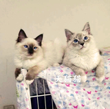 T.M天猫宠物猫活体布偶猫小猫重点色山猫色白手套双色布偶猫