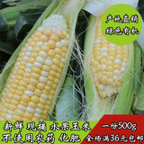 农家有机非转基因现摘甜脆水果玉米云南甜玉米新鲜玉米棒500g