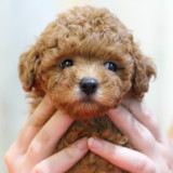 ◆皇优宠物◆萌宠出售宠物活体狗狗纯种玩具茶杯贵宾贵妇泰迪幼犬