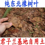 君子兰土腐叶土花草营养土专用营养土 橡树叶 叶土 像树叶土