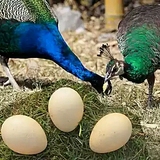蓝孔雀种蛋 孔雀受精蛋 蓝孔雀食用蛋 专业孔雀繁殖基地