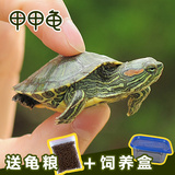 乌龟活体巴西彩龟观赏情侣龟宠物水陆招财龟一只4-5厘米龟苗包邮