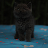 家养宠物猫英国短毛猫英短蓝猫包子脸