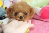 韩国泰迪犬纯种茶杯幼犬出售棕色家养超小活体袖珍贵宾犬宠物狗狗