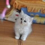 【只卖家养，网店+实体店】可爱又漂亮的金吉拉小猫 找新家*捌