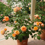 奥斯汀藤本月季玫瑰花苗夏洛特夫人盆栽花卉阳台爬藤庭院植物