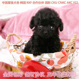 北京家养小体活体宠物狗 茶杯狗泰迪犬 泰迪狗超小体贵宾幼犬出售