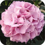 【富贵】室内庭院盆栽植物花卉盆景 八仙绣球花苗 当年开花