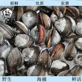 毛蛤蜊鲜活海鲜 肉肥味美 新鲜毛哈 血蛤 连云港生鲜货水产批发
