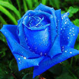 【玫瑰花苗-蓝色玫瑰】当年开花绿植盆栽花卉玫瑰花苗赛蔷薇花苗