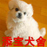 出售纯种京巴犬/北京狗/活体宠物狗狗北京犬幼犬/家庭犬小型犬11
