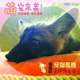 明狐轩 宠物狐狸活体 雪狐白狐红狐赤狐熊猫狐蓝狐 预订中