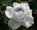 【天然月季园】加百列大天使(Gabriel) 月季苗白色浓香玫瑰花苗